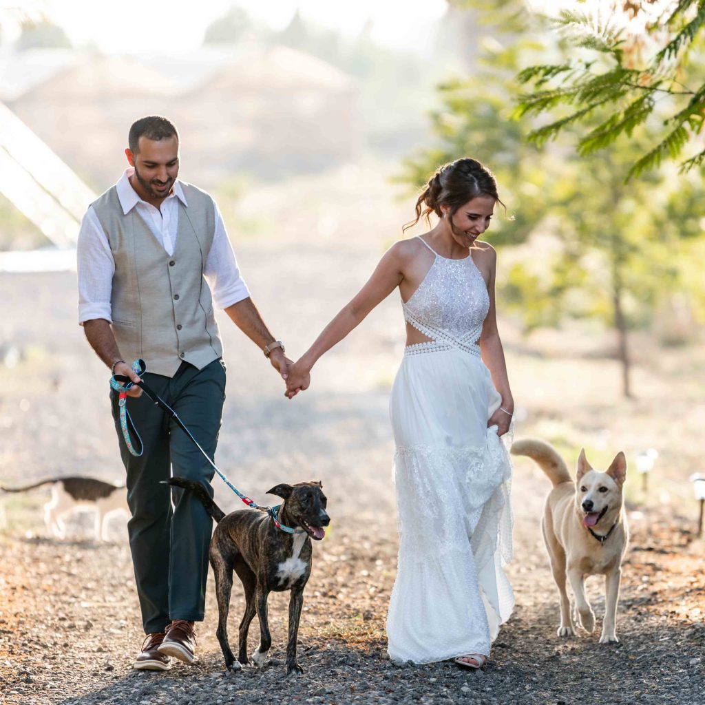 זוג והכלבים שלהם חתן וכלה צועדים יד ביד בטבע עם הכלבים שלהם