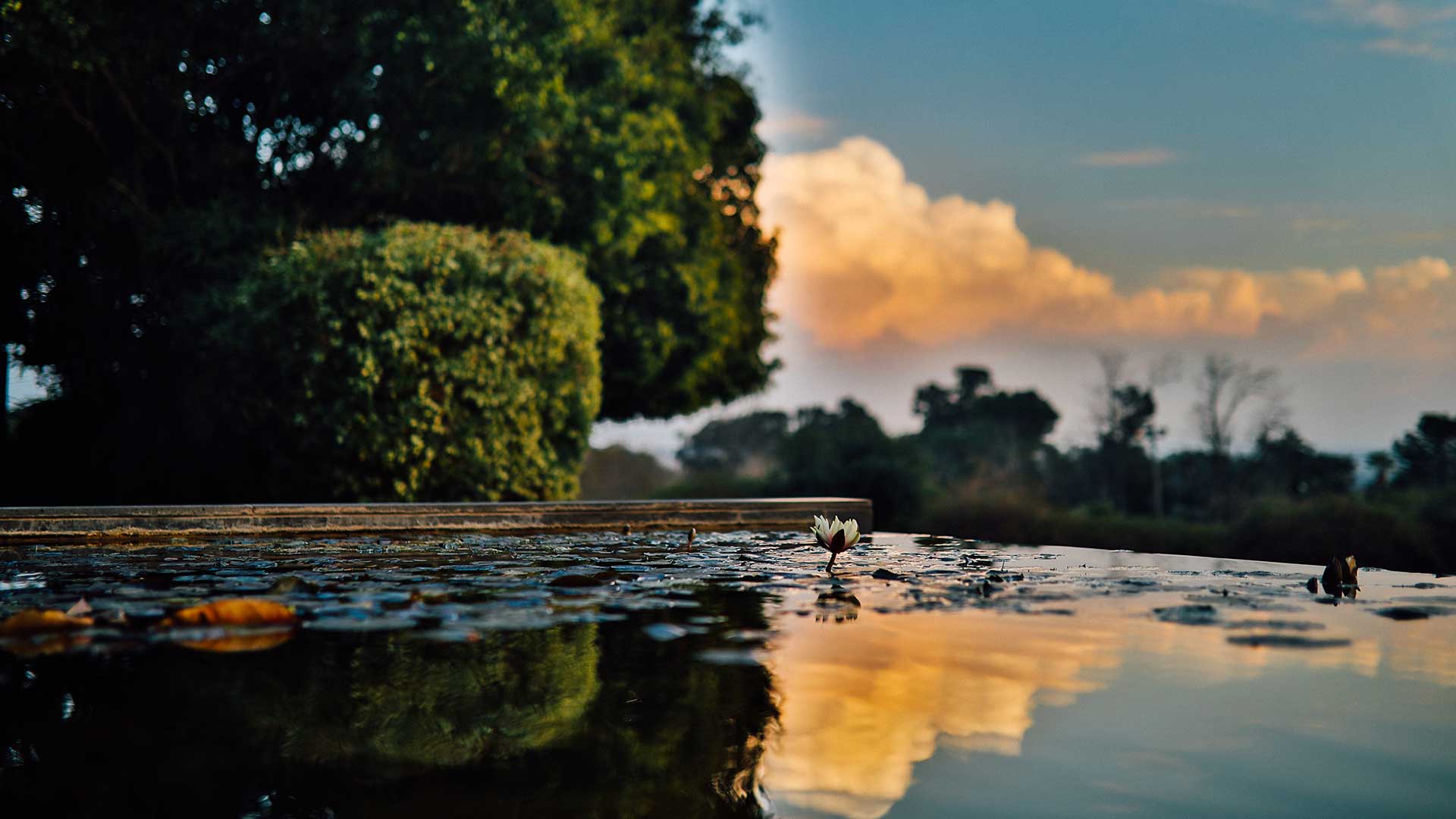 A reflection of a sunset and Water Lily in an ecological pool