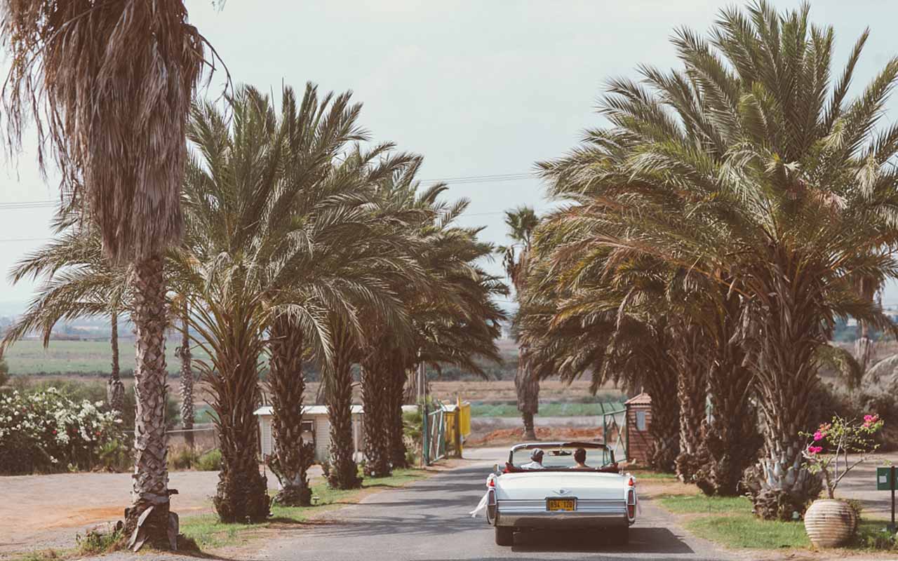 חתן וכלה נוסעים ברכב אספנות לבן בשדרת דקלים בחניה של עדן-גן האירועים