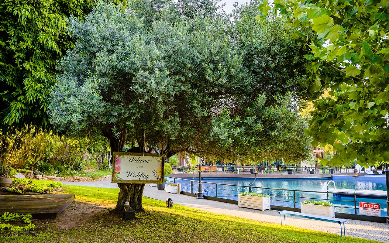 עץ זית בגן האירועים לצד מאגר המים הכחול